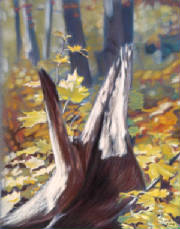 stump_mapleleafr.jpg