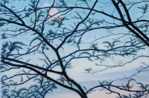 eveningtracery.jpg